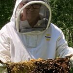 Author in white bee suite inspecting a frame of bees with reproduction.