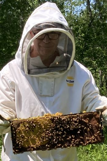 Author in white bee suite inspecting a frame of bees with reproduction.