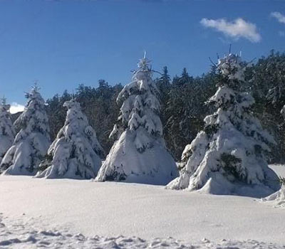 Snowy Trees