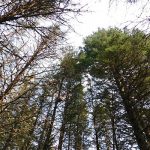 Looking Up Through the Trees