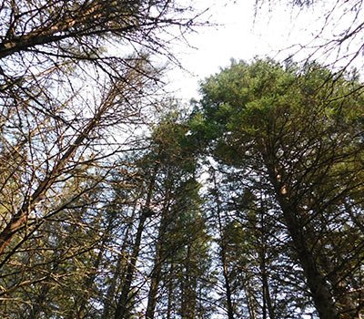 Looking Up Through the Trees